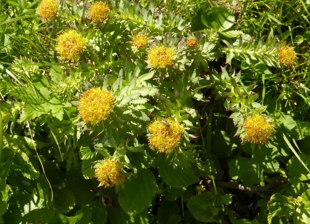 P1200592 Rosenwurz, Rhodiola rosea (Sedum rosea)