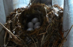 Nest