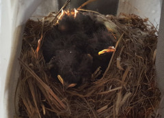 Vogelnest