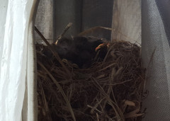 Vogelnest