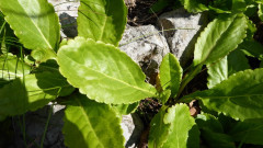 Wulfenia