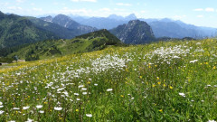 Almwiesen