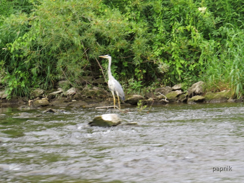 Lahn Graureiher