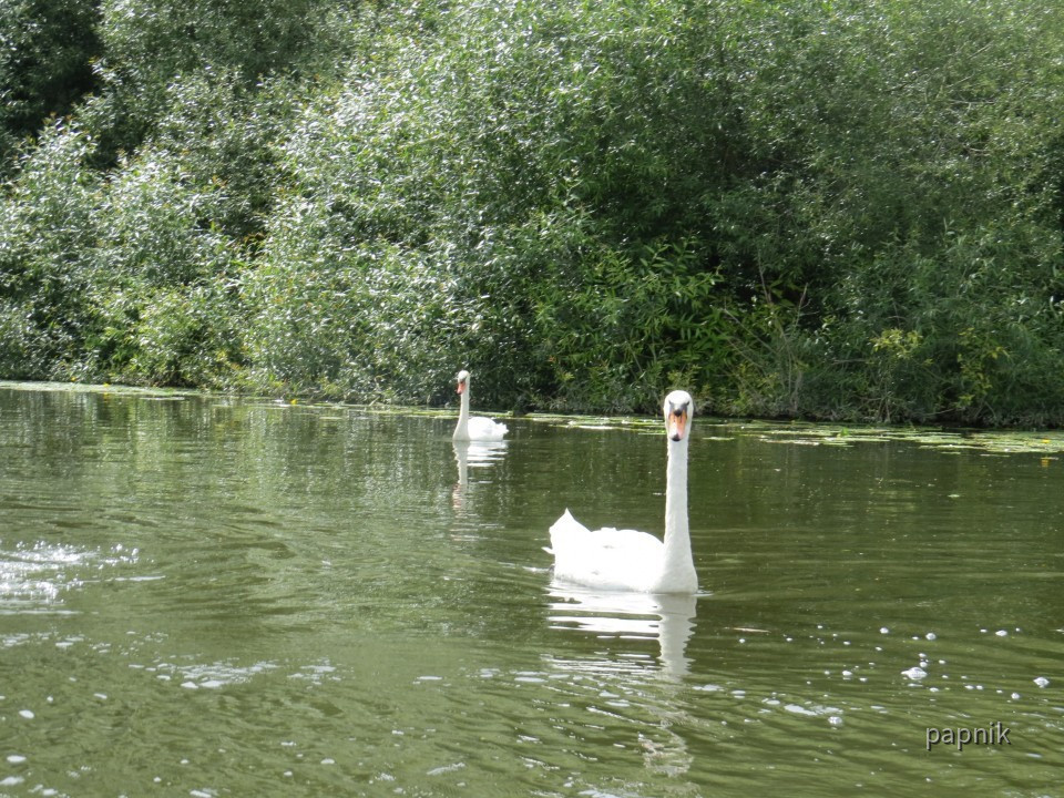 Schwäne auf der Lahn