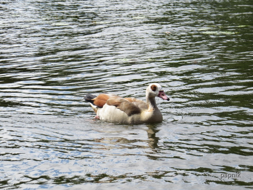 Nilgans auf der Lahn
