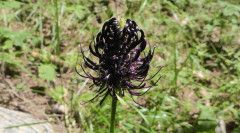 Schwarze Blüten