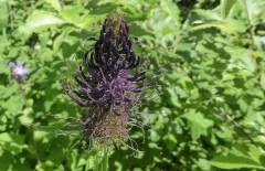 Schwarze Blüten