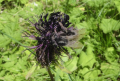 Schwarze Blüten