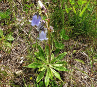 Glockenbkume Blattrosette