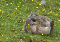 Murmeltiere