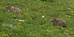 Murmeltiere
