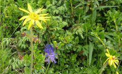 blaue Teufelskralle