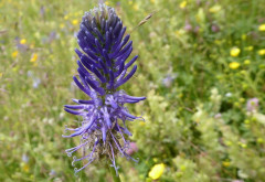 blaue Teufelskralle