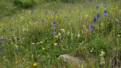 blaue Teufelskralle