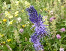 blaue Teufelskralle