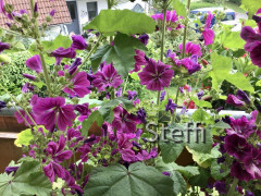 46D3CA76-AE84-41D2-B67D-EDEBF7A88BCE