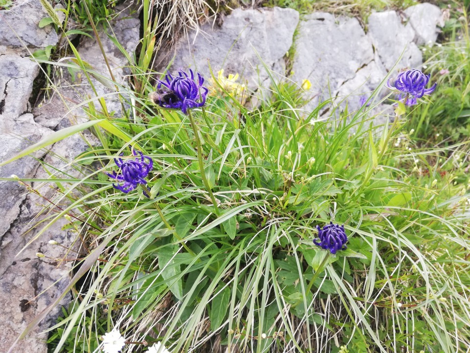 Phyteuma orbiculare