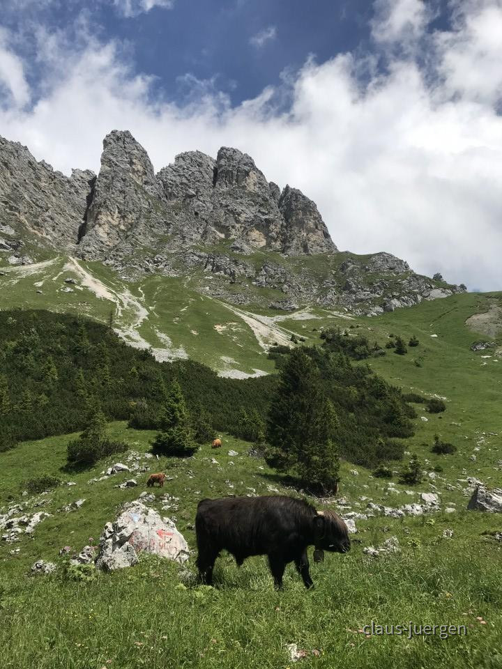 ?random=0&maxWidth=0&embedded=0&thumbnail=large