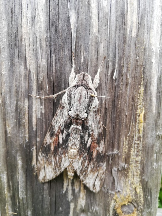 Windenschwärmer