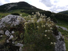 Schneealpe