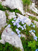 Schneealpe