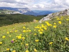 Schneealpe