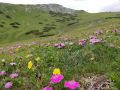 Schneealpe