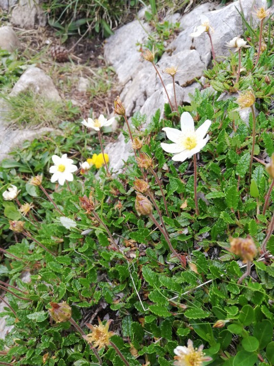 Schneealpe