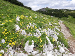 Schneealpe