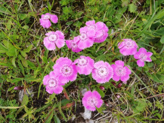Schneealpe