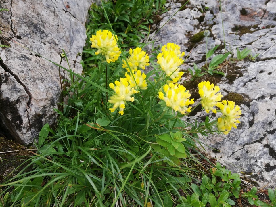 Schneealpe