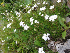 Schneealpe