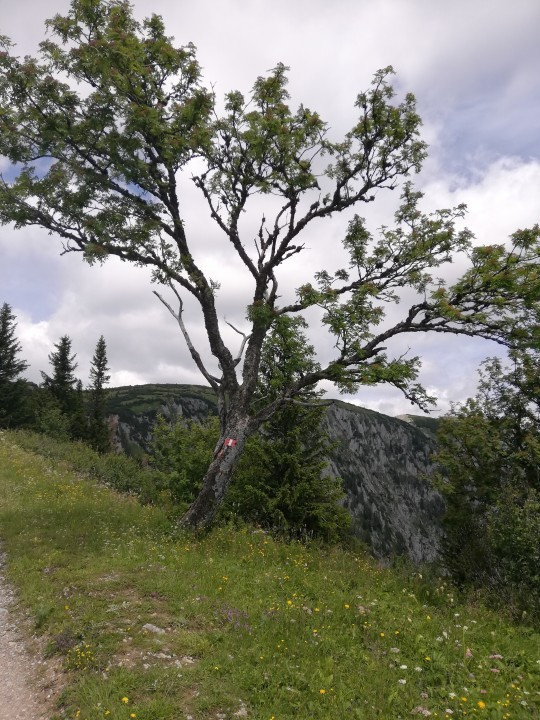 Schneealpe