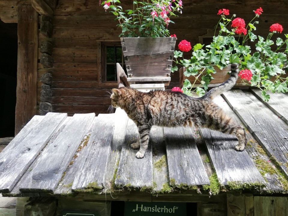 Stübing