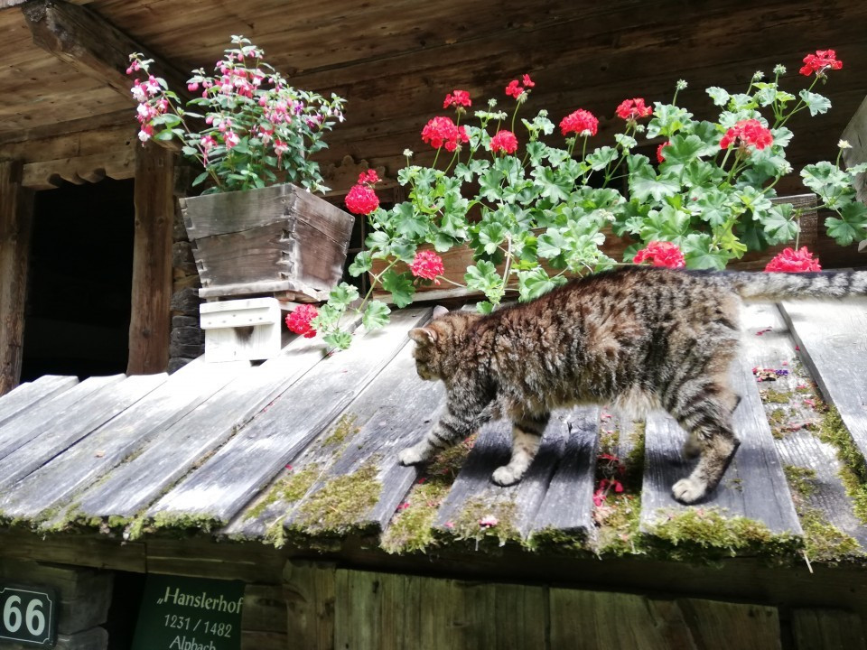 Stübing
