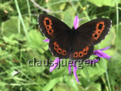 Hohe Bleick