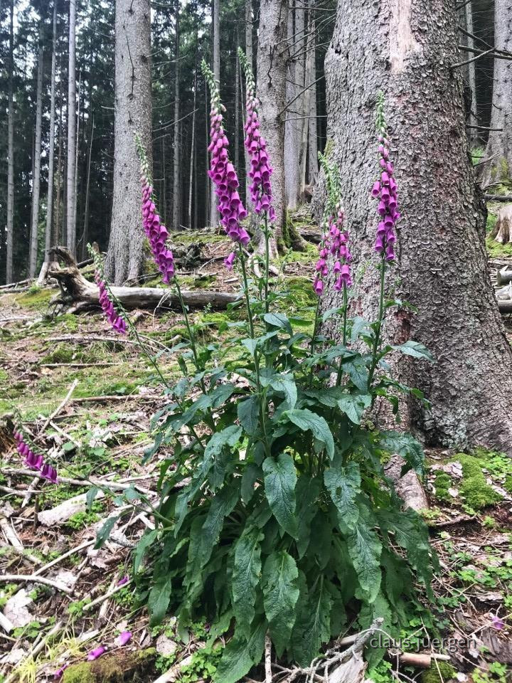 ?random=0&maxWidth=0&embedded=0&thumbnail=large