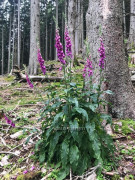 Hohe Bleick