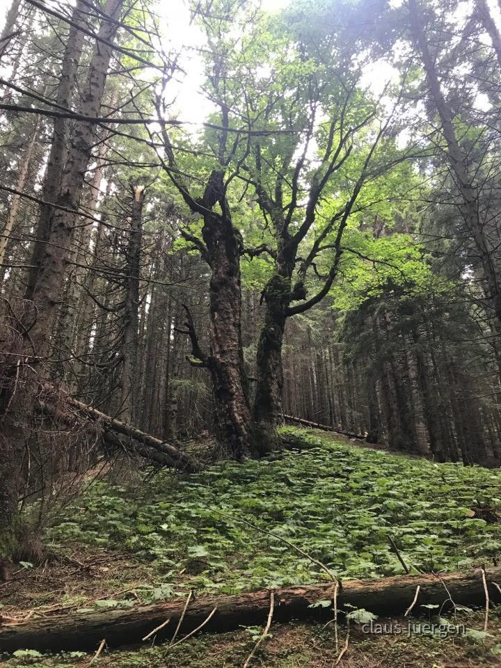 ?random=0&maxWidth=0&embedded=0&thumbnail=large