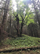 Hohe Bleick