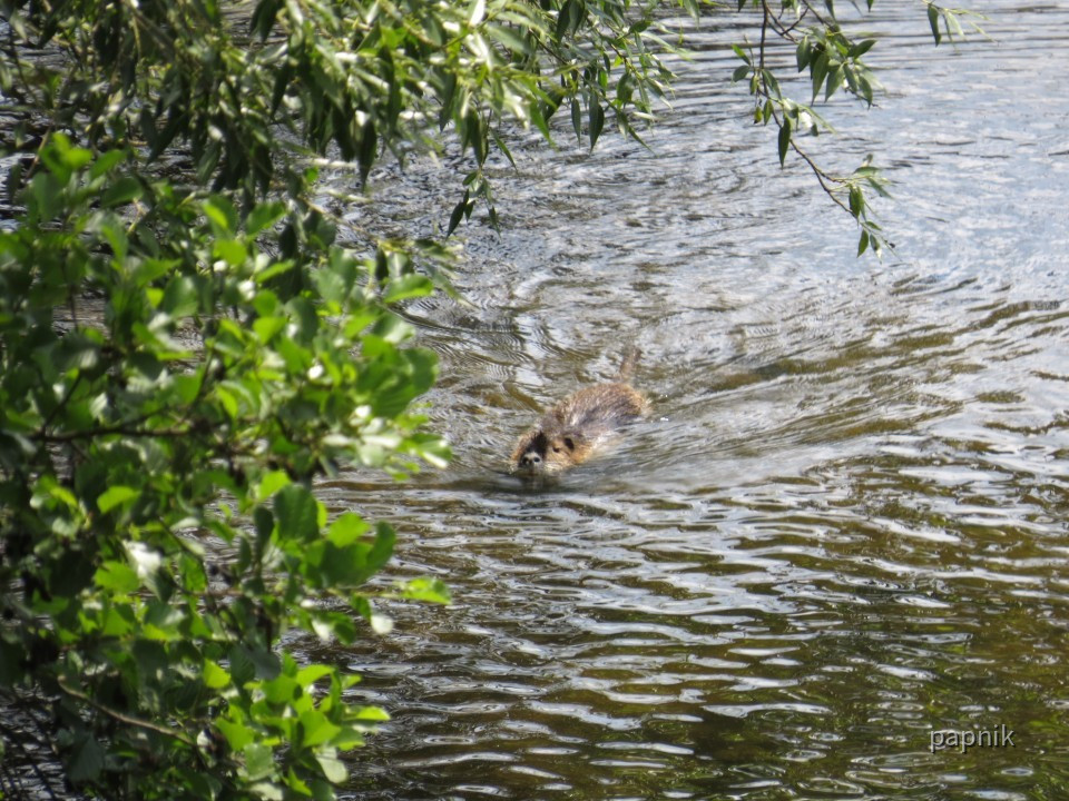 Tierische Begegnung Bisamratte