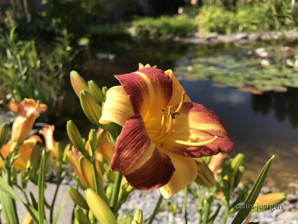 Blumen im Garten