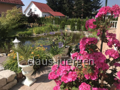 Blumen im Garten