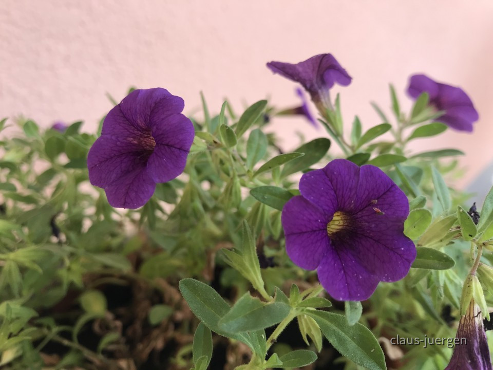 Blumen im Garten