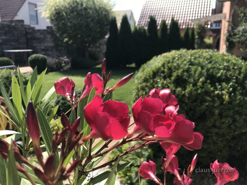 Blumen im Garten
