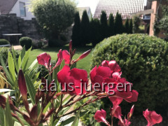Blumen im Garten