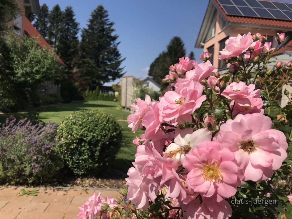 Blumen im Garten