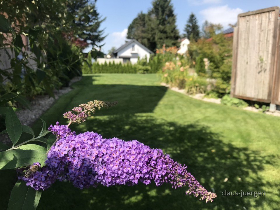 Blumen im Garten