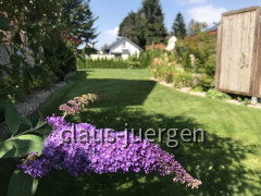 Blumen im Garten