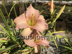 Blumen im Garten